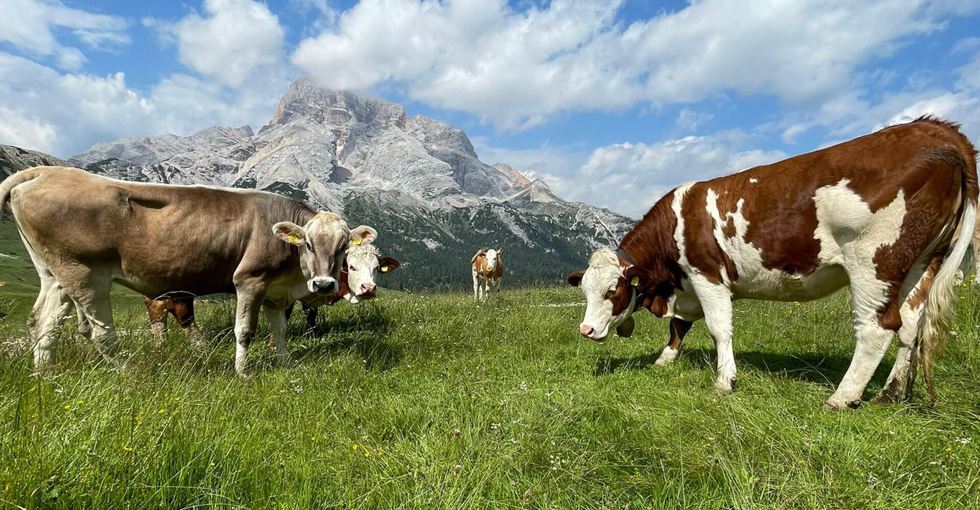 Bauernhofurlaub im Pustertal / Südtirol - Schusterhof in Ried / Welsberg